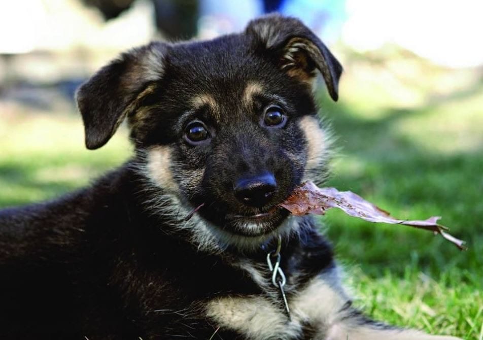 Name that puppy!